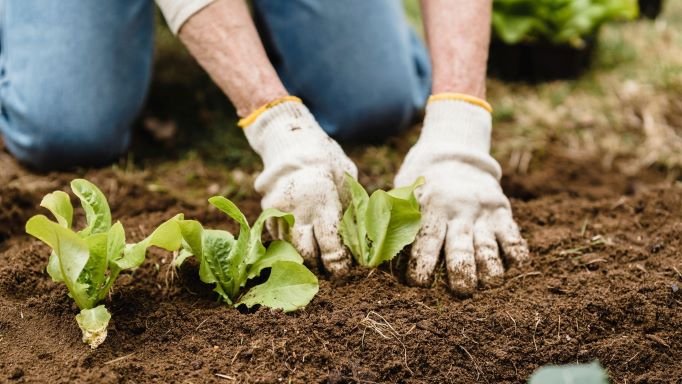 trabalhador rural voltando a plantar após empréstimo