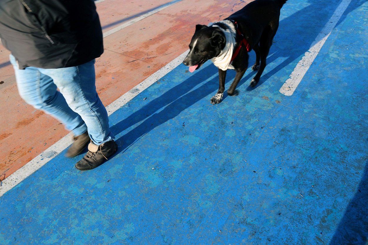 passeando cachorro