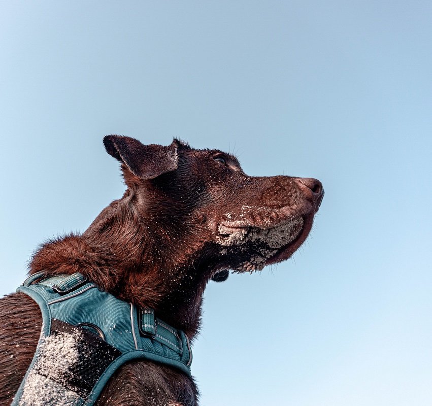 Passeador de cachorros
